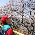 【Ma-Na】お花見💮