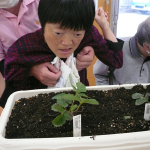 【ぽらりす】いちごの苗植え🍓