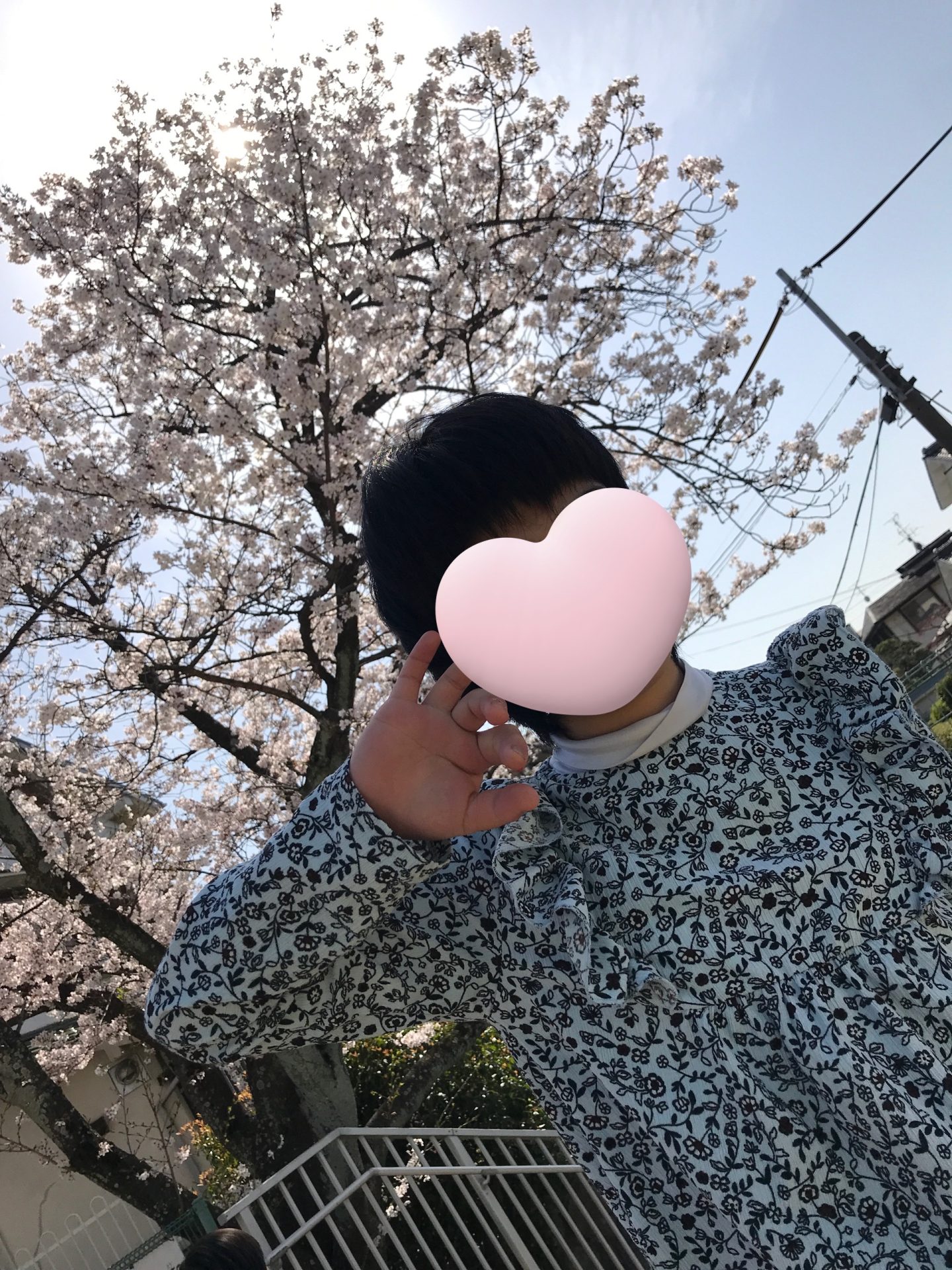 【Juno】桜が満開です🌸