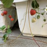 【ぽらりす】散歩＆いちごの収穫🍓