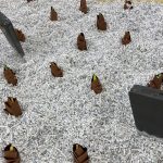 【ぽらりす】たけのこ堀り😊