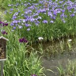 【ぽらりす】菖蒲園に行きました😊