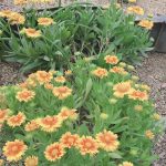 【Ma-Na】山田池公園散歩