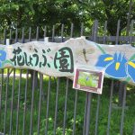 【So-La】6月ですね。（＾ｕ＾）菖蒲園の季節がやってきました♪