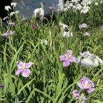 【Juno】菖蒲園へ行きました🌞