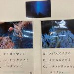 【ぽらりす】海の世界へでかけよう