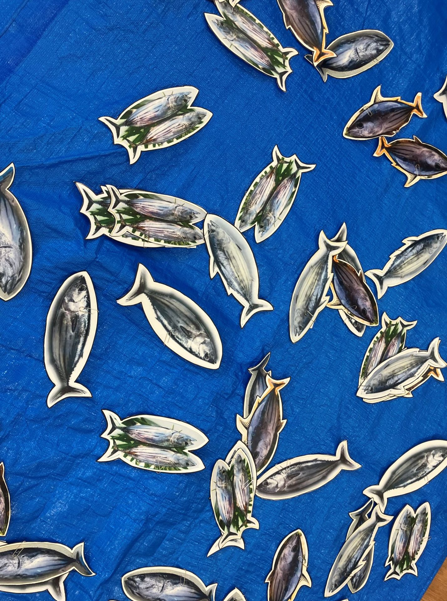 【ぽらりす】鰹の一本釣り