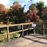 【Juno】紅葉鑑賞