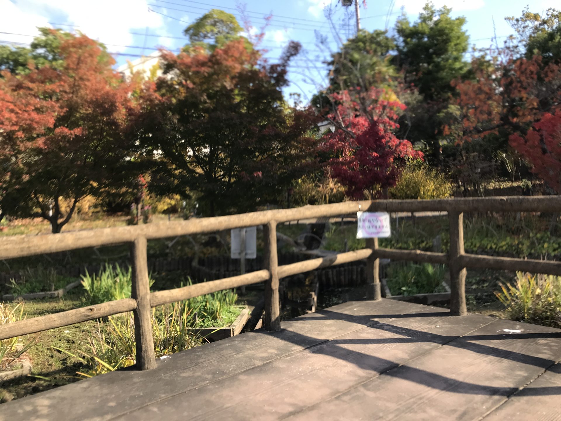 【Juno】紅葉鑑賞