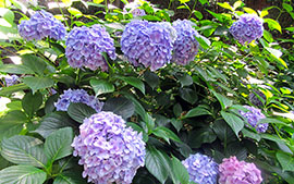 【ぽらりすデイ】お宝さがし菖蒲園